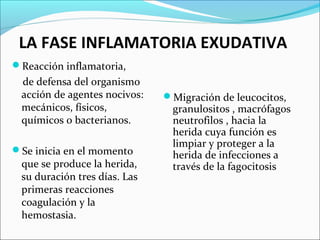LA FASE INFLAMATORIA EXUDATIVA 
Reacción inflamatoria, 
de defensa del organismo 
acción de agentes nocivos: 
mecánicos, físicos, 
químicos o bacterianos. 
Se inicia en el momento 
que se produce la herida, 
su duración tres días. Las 
primeras reacciones 
coagulación y la 
hemostasia. 
Migración de leucocitos, 
granulositos , macrófagos 
neutrofilos , hacia la 
herida cuya función es 
limpiar y proteger a la 
herida de infecciones a 
través de la fagocitosis 
 