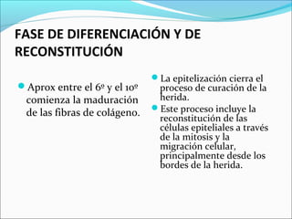 FASE DE DIFERENCIACIÓN Y DE 
RECONSTITUCIÓN 
Aprox entre el 6º y el 10º 
comienza la maduración 
de las fibras de colágeno. 
La epitelización cierra el 
proceso de curación de la 
herida. 
Este proceso incluye la 
reconstitución de las 
células epiteliales a través 
de la mitosis y la 
migración celular, 
principalmente desde los 
bordes de la herida. 
 