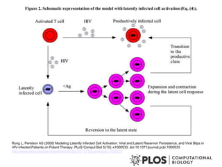 Figure 2. Schematic representation of the model with latently infected cell activation (Eq. (4)).
Rong L, Perelson AS (2009) Modeling Latently Infected Cell Activation: Viral and Latent Reservoir Persistence, and Viral Blips in
HIV-infected Patients on Potent Therapy. PLoS Comput Biol 5(10): e1000533. doi:10.1371/journal.pcbi.1000533
http://www.ploscompbiol.org/article/info:doi/10.1371/journal.pcbi.1000533
 
