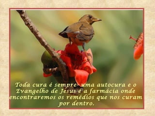 Toda cura é sempre  uma autocura e o  Evangelho de Jesus é a farmácia onde  encontraremos os remédios que nos   curam  por dentro.  