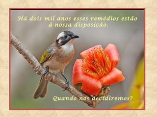 Há dois mil anos esses remédios estão  à nossa disposição. Quando nos decidiremos? 