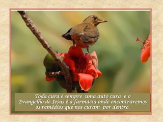 Toda cura é sempre uma auto cura e o
Evangelho de Jesus é a farmácia onde encontraremos
      os remédios que nos curam por dentro.
 