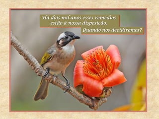 Há dois mil anos esses remédios
   estão à nossa disposição.
                 Quando nos decidiremos?
 