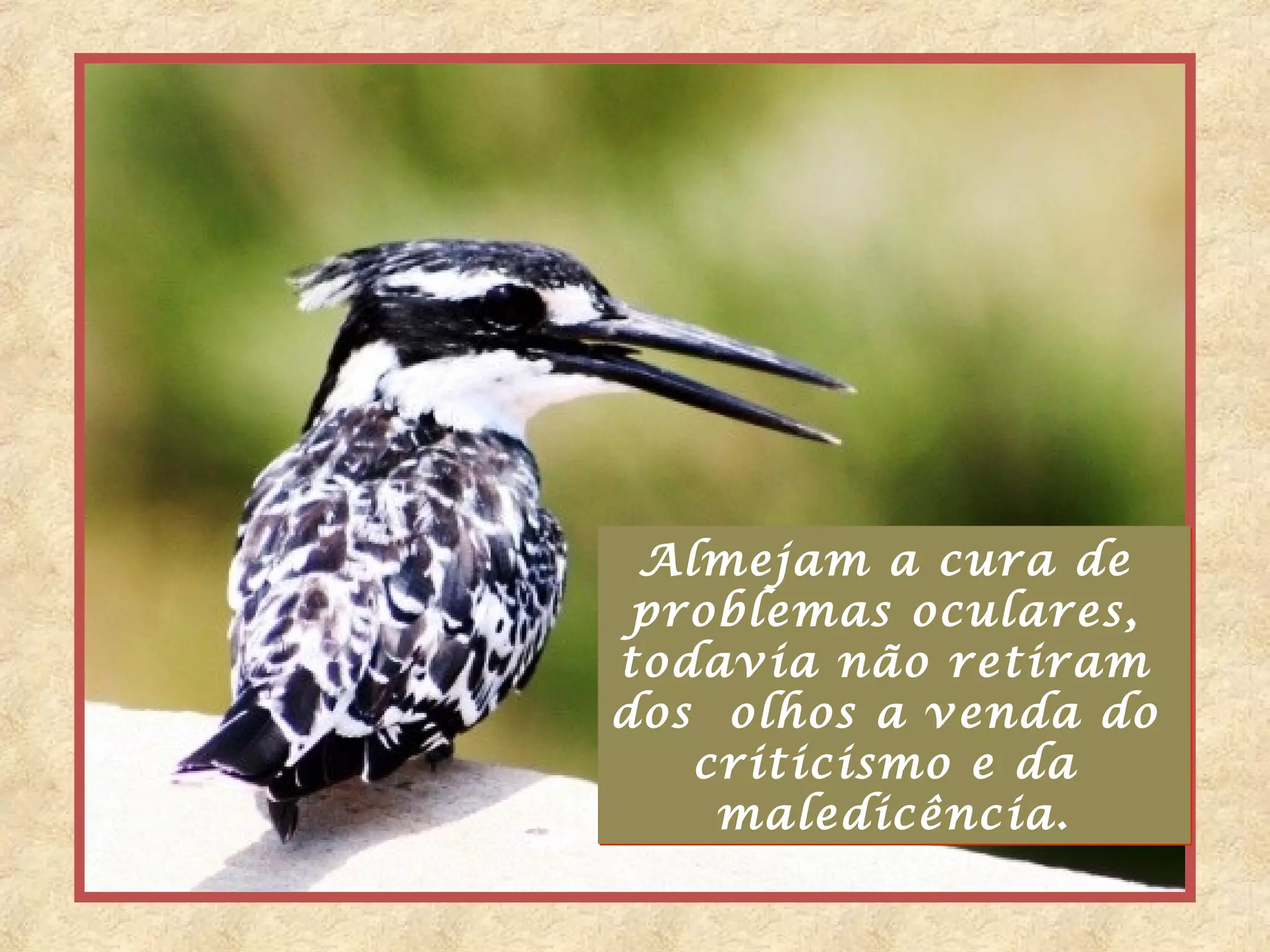 Almejam a cura de
 problemas oculares,
todavia não retiram
dos olhos a venda do
   criticismo e da
    maledicência.
 