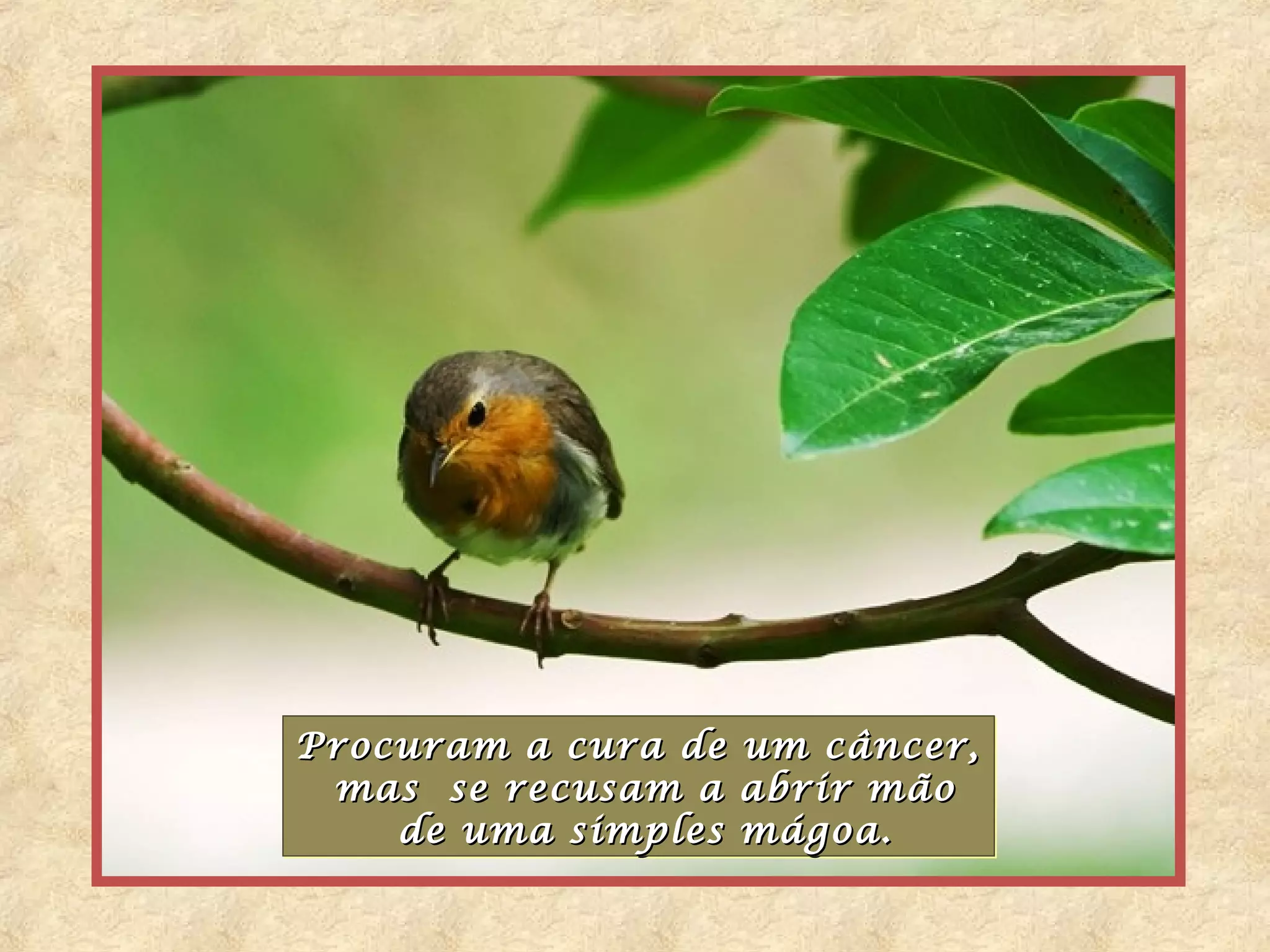 Procuram a cura de um câncer,
Procuram a cura de um câncer,
 mas se recusam a abrir mão
  mas se recusam a abrir mão
    de uma simples mágoa.
    de uma simples mágoa.
 