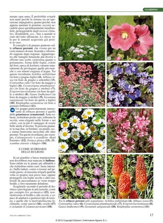 Giardino che si cura nel fine settimana: le piante da mettere a dimora ...