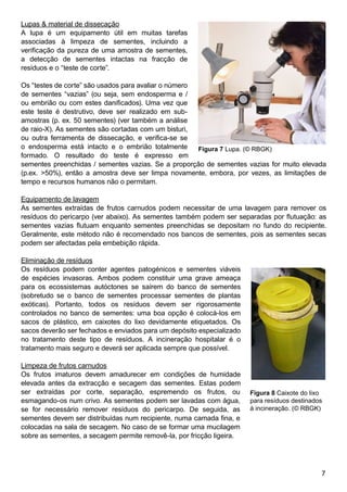 Lupas  material de dissecação
A lupa é um equipamento útil em muitas tarefas
associadas à limpeza de sementes, incluindo a
verificação da pureza de uma amostra de sementes,
a detecção de sementes intactas na fracção de
resíduos e o “teste de corte”.
Os “testes de corte” são usados para avaliar o número
de sementes “vazias” (ou seja, sem endosperma e /
ou embrião ou com estes danificados). Uma vez que
este teste é destrutivo, deve ser realizado em sub-
amostras (p. ex. 50 sementes) (ver também a análise
de raio-X). As sementes são cortadas com um bisturi,
ou outra ferramenta de dissecação, e verifica-se se
o endosperma está intacto e o embrião totalmente
formado. O resultado do teste é expresso em
sementes preenchidas / sementes vazias. Se a proporção de sementes vazias for muito elevada
(p.ex. 50%), então a amostra deve ser limpa novamente, embora, por vezes, as limitações de
tempo e recursos humanos não o permitam.
Equipamento de lavagem
As sementes extraídas de frutos carnudos podem necessitar de uma lavagem para remover os
resíduos do pericarpo (ver abaixo). As sementes também podem ser separadas por flutuação: as
sementes vazias flutuam enquanto sementes preenchidas se depositam no fundo do recipiente.
Geralmente, este método não é recomendado nos bancos de sementes, pois as sementes secas
podem ser afectadas pela embebição rápida.
Eliminação de resíduos
Os resíduos podem conter agentes patogénicos e sementes viáveis
de espécies invasoras. Ambos podem constituir uma grave ameaça
para os ecossistemas autóctones se saírem do banco de sementes
(sobretudo se o banco de sementes processar sementes de plantas
exóticas). Portanto, todos os resíduos devem ser rigorosamente
controlados no banco de sementes: uma boa opção é colocá-los em
sacos de plástico, em caixotes do lixo devidamente etiquetados. Os
sacos deverão ser fechados e enviados para um depósito especializado
no tratamento deste tipo de resíduos. A incineração hospitalar é o
tratamento mais seguro e deverá ser aplicada sempre que possível.
Limpeza de frutos carnudos
Os frutos imaturos devem amadurecer em condições de humidade
elevada antes da extracção e secagem das sementes. Estas podem
ser extraídas por corte, separação, espremendo os frutos, ou
esmagando-os num crivo. As sementes podem ser lavadas com água,
se for necessário remover resíduos do pericarpo. De seguida, as
sementes devem ser distribuídas num recipiente, numa camada fina, e
colocadas na sala de secagem. No caso de se formar uma mucilagem
sobre as sementes, a secagem permite removê-la, por fricção ligeira.
Figura 8 Caixote do lixo
para resíduos destinados
à incineração. (© RBGK)
Figura 7 Lupa. (© RBGK)
 