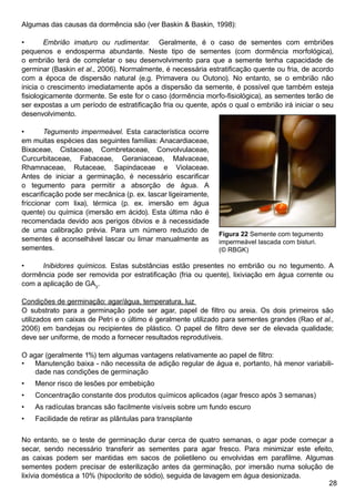 28
Algumas das causas da dormência são (ver Baskin  Baskin, 1998):
•	 Embrião imaturo ou rudimentar. Geralmente, é o caso de sementes com embriões
pequenos e endosperma abundante. Neste tipo de sementes (com dormência morfológica),
o embrião terá de completar o seu desenvolvimento para que a semente tenha capacidade de
germinar (Baskin et al., 2006). Normalmente, é necessária estratificação quente ou fria, de acordo
com a época de dispersão natural (e.g. Primavera ou Outono). No entanto, se o embrião não
inicia o crescimento imediatamente após a dispersão da semente, é possível que também esteja
fisiologicamente dormente. Se este for o caso (dormência morfo-fisiológica), as sementes terão de
ser expostas a um período de estratificação fria ou quente, após o qual o embrião irá iniciar o seu
desenvolvimento.
•	 Tegumento impermeável. Esta característica ocorre
em muitas espécies das seguintes famílias: Anacardiaceae,
Bixaceae, Cistaceae, Combretaceae, Convolvulaceae,
Curcurbitaceae, Fabaceae, Geraniaceae, Malvaceae,
Rhamnaceae, Rutaceae, Sapindaceae e Violaceae.
Antes de iniciar a germinação, é necessário escarificar
o tegumento para permitir a absorção de água. A
escarificação pode ser mecânica (p. ex. lascar ligeiramente,
friccionar com lixa), térmica (p. ex. imersão em água
quente) ou química (imersão em ácido). Esta última não é
recomendada devido aos perigos óbvios e à necessidade
de uma calibração prévia. Para um número reduzido de
sementes é aconselhável lascar ou limar manualmente as
sementes.
•	 Inibidores químicos. Estas substâncias estão presentes no embrião ou no tegumento. A
dormência pode ser removida por estratificação (fria ou quente), lixiviação em água corrente ou
com a aplicação de GA3
.
Condições de germinação: agar/água, temperatura, luz
O substrato para a germinação pode ser agar, papel de filtro ou areia. Os dois primeiros são
utilizados em caixas de Petri e o último é geralmente utilizado para sementes grandes (Rao et al.,
2006) em bandejas ou recipientes de plástico. O papel de filtro deve ser de elevada qualidade;
deve ser uniforme, de modo a fornecer resultados reprodutíveis.
O agar (geralmente 1%) tem algumas vantagens relativamente ao papel de filtro:
Manutenção baixa - não necessita de adição regular de água e, portanto, há menor variabili-
dade nas condições de germinação
Menor risco de lesões por embebição
Concentração constante dos produtos químicos aplicados (agar fresco após 3 semanas)
As radículas brancas são facilmente visíveis sobre um fundo escuro
Facilidade de retirar as plântulas para transplante
No entanto, se o teste de germinação durar cerca de quatro semanas, o agar pode começar a
secar, sendo necessário transferir as sementes para agar fresco. Para minimizar este efeito,
as caixas podem ser mantidas em sacos de polietileno ou envolvidas em parafilme. Algumas
sementes podem precisar de esterilização antes da germinação, por imersão numa solução de
lixívia doméstica a 10% (hipoclorito de sódio), seguida de lavagem em água desionizada.
•
•
•
•
•
Figura 22 Semente com tegumento
impermeável lascada com bisturi.
(© RBGK)
 
