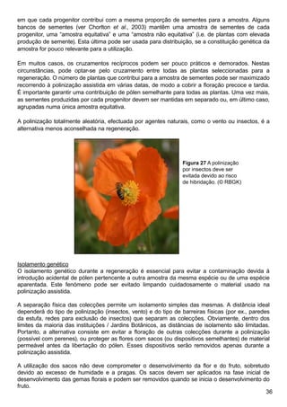 36
em que cada progenitor contribui com a mesma proporção de sementes para a amostra. Alguns
bancos de sementes (ver Chorlton et al., 2003) mantêm uma amostra de sementes de cada
progenitor, uma “amostra equitativa” e uma “amostra não equitativa” (i.e. de plantas com elevada
produção de semente). Esta última pode ser usada para distribuição, se a constituição genética da
amostra for pouco relevante para a utilização.
Em muitos casos, os cruzamentos recíprocos podem ser pouco práticos e demorados. Nestas
circunstâncias, pode optar-se pelo cruzamento entre todas as plantas seleccionadas para a
regeneração. O número de plantas que contribui para a amostra de sementes pode ser maximizado
recorrendo à polinização assistida em várias datas, de modo a cobrir a floração precoce e tardia.
É importante garantir uma contribuição de pólen semelhante para todas as plantas. Uma vez mais,
as sementes produzidas por cada progenitor devem ser mantidas em separado ou, em último caso,
agrupadas numa única amostra equitativa.
A polinização totalmente aleatória, efectuada por agentes naturais, como o vento ou insectos, é a
alternativa menos aconselhada na regeneração.
Isolamento genético
O isolamento genético durante a regeneração é essencial para evitar a contaminação devida à
introdução acidental de pólen pertencente a outra amostra da mesma espécie ou de uma espécie
aparentada. Este fenómeno pode ser evitado limpando cuidadosamente o material usado na
polinização assistida.
A separação física das colecções permite um isolamento simples das mesmas. A distância ideal
dependerá do tipo de polinização (insectos, vento) e do tipo de barreiras físicas (por ex., paredes
da estufa, redes para exclusão de insectos) que separam as colecções. Obviamente, dentro dos
limites da maioria das instituições / Jardins Botânicos, as distâncias de isolamento são limitadas.
Portanto, a alternativa consiste em evitar a floração de outras colecções durante a polinização
(possível com perenes), ou proteger as flores com sacos (ou dispositivos semelhantes) de material
permeável antes da libertação do pólen. Esses dispositivos serão removidos apenas durante a
polinização assistida.
A utilização dos sacos não deve comprometer o desenvolvimento da flor e do fruto, sobretudo
devido ao excesso de humidade e a pragas. Os sacos devem ser aplicados na fase inicial de
desenvolvimento das gemas florais e podem ser removidos quando se inicia o desenvolvimento do
fruto.
Figura 27 A polinização
por insectos deve ser
evitada devido ao risco
de hibridação. (© RBGK)
 