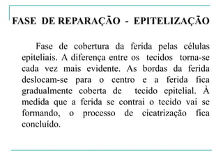 FASE DE REPARAÇÃO - EPITELIZAÇÃO
Fase de cobertura da ferida pelas células
epiteliais. A diferença entre os tecidos torna-se
cada vez mais evidente. As bordas da ferida
deslocam-se para o centro e a ferida fica
gradualmente coberta de tecido epitelial. À
medida que a ferida se contrai o tecido vai se
formando, o processo de cicatrização fica
concluído.
 