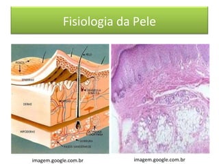 Fisiologia da Pele
imagem.google.com.br imagem.google.com.br
 