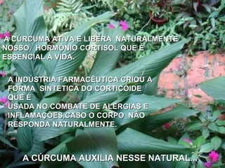 A CÚRCUMA ATIVA E LIBERA  NATURALMENTE NOSSO  HORMÔNIO CORTISOL QUE É ESSENCIAL À VIDA. A INDÚSTRIA FARMACÊUTICA CRIOU A FORMA  SINTÉTICA DO CORTICÓIDE QUE É USADA NO COMBATE DE ALERGIAS E INFLAMAÇÕES,CASO O CORPO  NÃO RESPONDA NATURALMENTE. A CÚRCUMA AUXILIA NESSE NATURAL... 