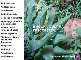 Antibacteriano, Anticoagulante Antioxidante Anti-inflamatório Colagogo (libera Bile) Emenagogo (provoca a menstruação) Hepato-Tônico (protege o fígado) Tônico digestivo Fluidez circulatória dos Fluídos Orgânicos Analgésico  Antifúngico Adstringente Anti-virótico E AGORA A ÚLTIMA DESCOBERTA......... [email_address] 