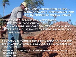 SEGUNDO INFORMAÇÕES DA UFG – MARA ROSA-GO É  RESPONSÁVEL POR 90% DA PRODUÇÃO GOIANA - BRASIL É DA CÚRCUMA QUE VEM A MOSTARDA INDUSTRIALIZADA QUE VC COME E  NÃO PERDE SUA CAPACIDADE FUNCIONAL POR TER SIDO INDUSTRIALIZADA.PERDE SIM, MUITO DO MEDICINAL. SEU AMIDO É NOBRE E TEM SIDO USADO NA INDÚSTRIA EM MACARRÃO,SORVETES,BOLOS E SALGADINHOS DO TIPO “CHIPS” É BEM BAIXA A PRODUÇÃO E INTERESSE MERCADOLÓGICO BRASILEIRO. ACREDITEM! 