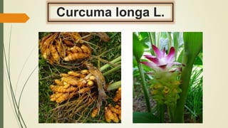 Curcuma longa L.
 