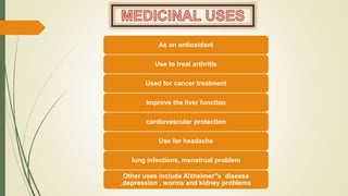 As an antioxidant
Use to treat arthritis
Used for cancer treatment
Improve the liver function
cardiovascular protection
Use for headache
lung infections, menstrual problem
Other uses include Alzheimer”s disease
,depression , worms and kidney problems
 