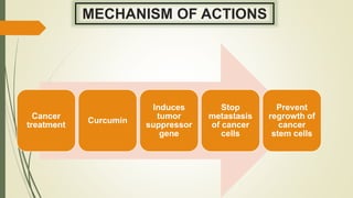 MECHANISM OF ACTIONS
Cancer
treatment
Curcumin
Induces
tumor
suppressor
gene
Stop
metastasis
of cancer
cells
Prevent
regrowth of
cancer
stem cells
 