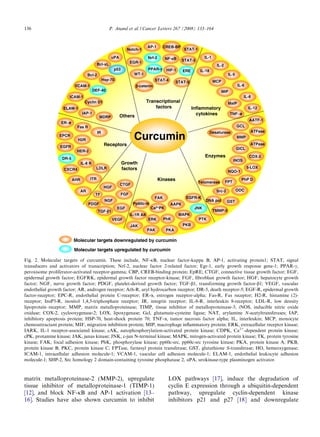 136                                     P. Anand et al. / Cancer Letters 267 (2008) 133–164




Fig. 2. Molecular targets of curcumin. These include, NF-jB, nuclear factor-kappa B; AP-1, activating protein1; STAT, signal
transducers and activators of transcription; Nrf-2, nuclear factor 2-related factor; Egr-1, early growth response gene-1; PPAR-c,
peroxisome proliferator-activated receptor-gamma; CBP, CREB-binding protein; EpRE; CTGF, connective tissue growth factor; EGF,
epidermal growth factor; EGFRK, epidermal growth factor receptor-kinase; FGF, ﬁbroblast growth factor; HGF, hepatocyte growth
factor; NGF, nerve growth factor; PDGF, platelet-derived growth factor; TGF-b1, transforming growth factor-b1; VEGF, vascular
endothelial growth factor; AR, androgen receptor; Arh-R, aryl hydrocarbon receptor; DR-5, death receptor-5; EGF-R, epidermal growth
factor-receptor; EPC-R, endothelial protein C-receptor; ER-a, estrogen receptor-alpha; Fas-R, Fas receptor; H2-R, histamine (2)-
receptor; InsP3-R, inositol 1,4,5-triphosphate receptor; IR, integrin receptor; IL-8-R, interleukin 8-receptor; LDL-R, low density
lipoprotein–receptor; MMP, matrix metalloproteinase; TIMP, tissue inhibitor of metalloproteinase-3; iNOS, inducible nitric oxide
oxidase; COX-2, cyclooxygenase-2; LOX, lipoxygenase; Gcl, glutamate-cysteine ligase; NAT, arylamine N-acetyltransferases; IAP,
inhibitory apoptosis protein; HSP-70, heat-shock protein 70; TNF-a, tumor necrosis factor alpha; IL, interleukin; MCP, monocyte
chemoattractant protein; MIF, migration inhibition protein; MIP, macrophage inﬂammatory protein; ERK, extracellular receptor kinase;
IARK, IL-1 receptor-associated kinase; cAK, autophosphorylation-activated protein kinase; CDPK, Ca2+-dependent protein kinase;
cPK, protamine kinase; JAK, janus kinase; JNK, c-jun N-terminal kinase; MAPK, mitogen-activated protein kinase; TK, protein tyrosine
kinase; FAK, focal adhesion kinase; PhK, phosphorylase kinase; pp60c-src, pp60c-src tyrosine kinase; PKA, protein kinase A; PKB,
protein kinase B; PKC, protein kinase C; FPTase, farnesyl protein transferase; GST, glutathione S-transferase; HO, hemeoxygenase;
ICAM-1, intracellular adhesion molecule-1; VCAM-1, vascular cell adhesion molecule-1; ELAM-1, endothelial leukocyte adhesion
molecule-1; SHP-2, Src homology 2 domain-containing tyrosine phosphatase 2, uPA, urokinase-type plasminogen activator.



matrix metalloproteinase-2 (MMP-2), upregulate                       LOX pathways [17], induce the degradation of
tissue inhibitor of metalloproteinase-1 (TIMP-1)                     cyclin E expression through a ubiquitin-dependent
[12], and block NF-jB and AP-1 activation [13–                       pathway, upregulate cyclin-dependent kinase
16]. Studies have also shown curcumin to inhibit                     inhibitors p21 and p27 [18] and downregulate
 