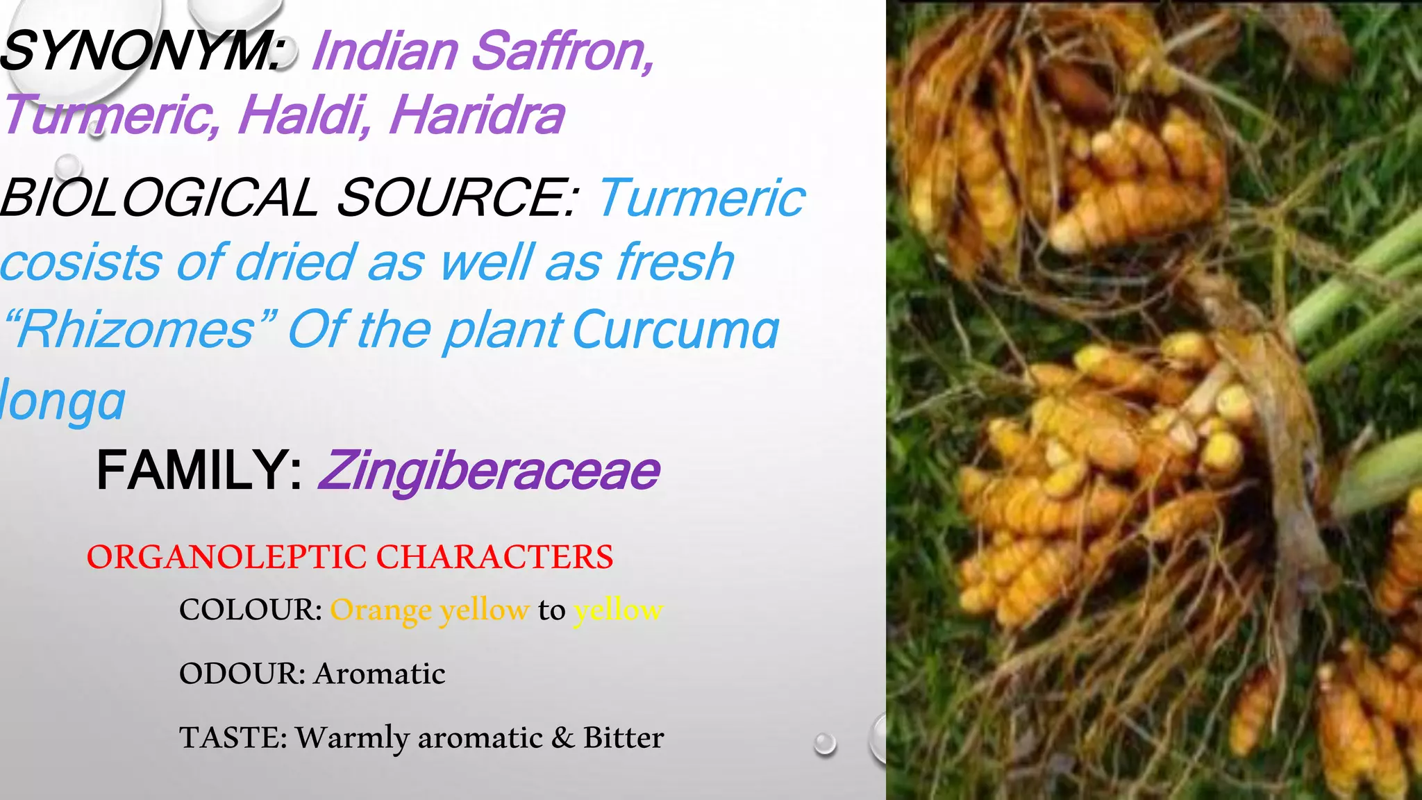 SYNONYM: Indian Saffron,
Turmeric, Haldi, Haridra
BIOLOGICAL SOURCE: Turmeric
cosists of dried as well as fresh
“Rhizomes” Of the plant Curcuma
longa
FAMILY: Zingiberaceae
COLOUR:Orangeyellowtoyellow
ODOUR:Aromatic
TASTE:Warmlyaromatic&Bitter
ORGANOLEPTICCHARACTERS
 