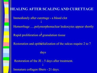 HEALING AFTER SCALING AND CURETTAGE
Immediately after curettage - a blood clot
Hemorrhage ….polymorphonuclear leukocytes appear shortly
Rapid proliferation of granulation tissue
Restoration and epithelialization of the sulcus require 2 to 7
days
Restoration of the JE - 5 days after treatment.
Immature collagen fibers - 21 days.
 