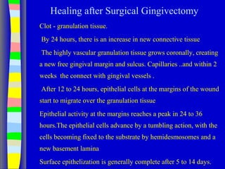 Healing after Surgical Gingivectomy
Clot - granulation tissue.
By 24 hours, there is an increase in new connective tissue
The highly vascular granulation tissue grows coronally, creating
a new free gingival margin and sulcus. Capillaries ..and within 2
weeks the connect with gingival vessels .
After 12 to 24 hours, epithelial cells at the margins of the wound
start to migrate over the granulation tissue
Epithelial activity at the margins reaches a peak in 24 to 36
hours.The epithelial cells advance by a tumbling action, with the
cells becoming fixed to the substrate by hemidesmosomes and a
new basement lamina
Surface epithelization is generally complete after 5 to 14 days.
 