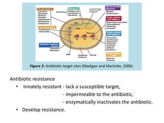 Curing human diseases using microorganisms | PPTX
