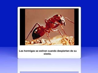 Las hormigas se estiran cuando despiertan de su siesta.  