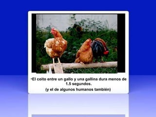 El coito entre un gallo y una gallina dura menos de 1.5 segundos. (y el de algunos humanos también)   