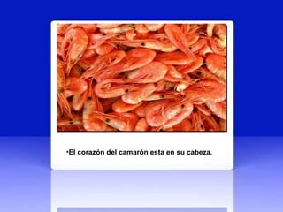 El corazón del camarón esta en su cabeza.   