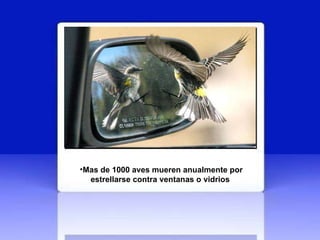 Mas de 1000 aves mueren anualmente por estrellarse contra ventanas o vidrios   