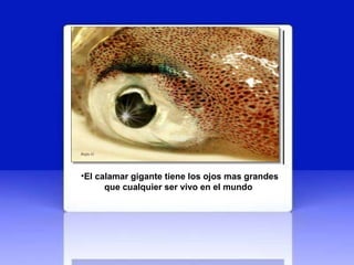 El calamar gigante tiene los ojos mas grandes que cualquier ser vivo en el mundo   