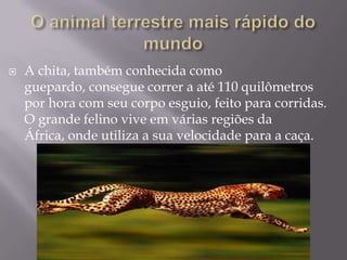 O animal terrestre mais rápido do mundoA chita, também conhecida como guepardo, consegue correr a até 110 quilômetros por hora com seu corpo esguio, feito para corridas. O grande felino vive em várias regiões da África, onde utiliza a sua velocidade para a caça.