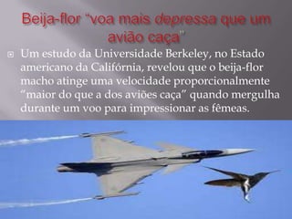 Beija-flor “voa mais depressa que um avião caça”Um estudo da Universidade Berkeley, no Estado americano da Califórnia, revelou que o beija-flor macho atinge uma velocidade proporcionalmente “maior do que a dos aviões caça” quando mergulha durante um voo para impressionar as fêmeas.