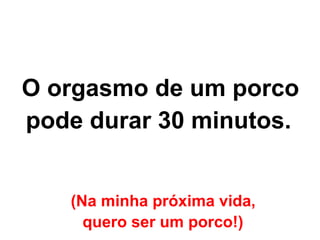 (Na minha próxima vida,  quero ser um porco!)   O orgasmo de um porco  pode durar 30 minutos.   