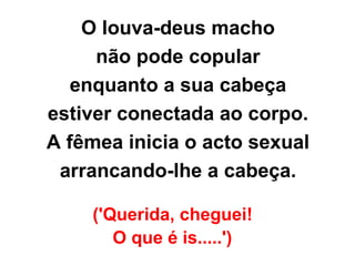 ('Querida, cheguei!  O que é is.....')   O louva-deus macho  não pode copular  enquanto a sua cabeça  estiver conectada ao corpo.  A fêmea inicia o acto sexual  arrancando-lhe a cabeça.   