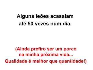 (Ainda prefiro ser um porco  na minha próxima vida...  Qualidade é melhor que quantidade!)   Alguns leões acasalam  até 50 vezes num dia.  