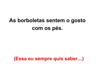 (Essa eu sempre quis saber…)   As borboletas sentem o gosto  com os pés.  