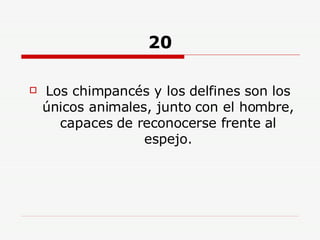 20 Los chimpancés y los delfines son los únicos animales, junto con el hombre, capaces de reconocerse frente al espejo. 