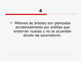 4 Millones de árboles son plantados accidentalmente por ardillas que entierran nueces y no se acuerdan donde las escondieron. 