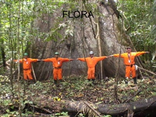FLORA 