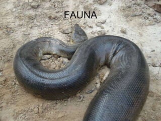 FAUNA 