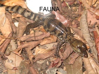 FAUNA 
