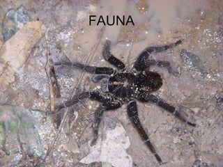 FAUNA 
