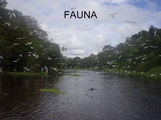 FAUNA 