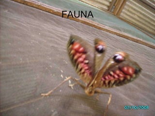 FAUNA 