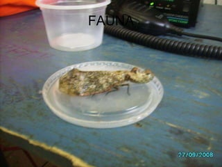FAUNA 