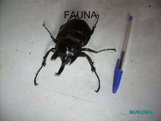 FAUNA 