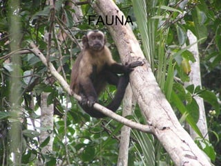 FAUNA 