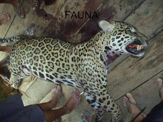 FAUNA 