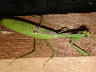 FAUNA 